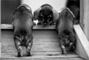 Pups on steps