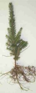 blue spruce single