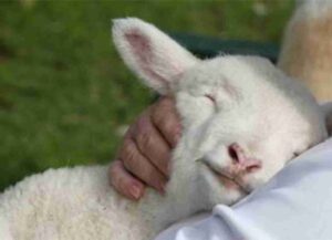 Sheep in arms