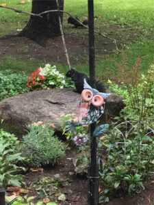 squirrel on rock