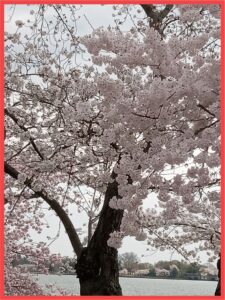 cherry blossom tree